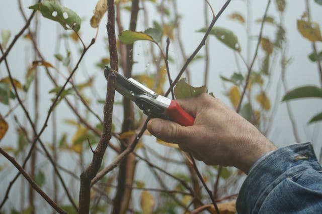 person-holding-the-branch-clipper-clipping-a-branch